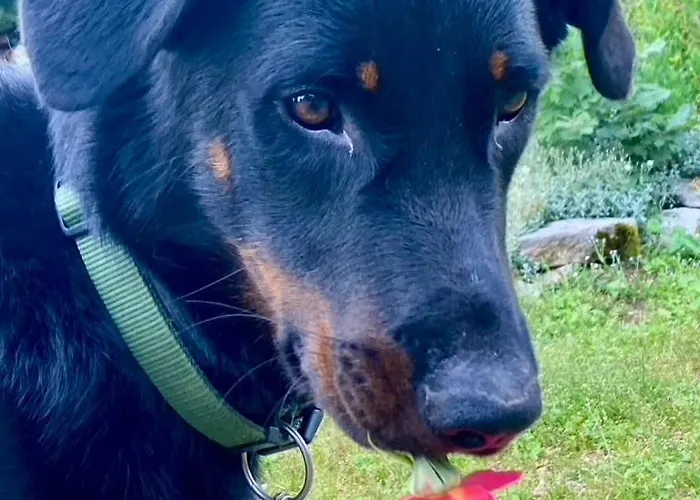 Nyaraló La Pause Noble Val Saint-Antonin