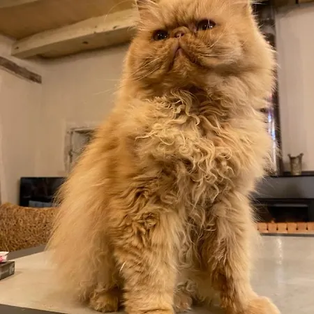 Semesterbostad La Pause Noble Val *