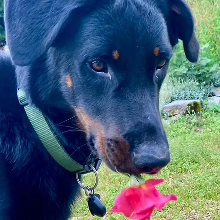 Semesterbostad La Pause Noble Val Saint-Antonin
